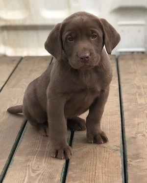 Labrador Retriever