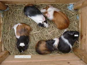 Meerschweinchen, Jungtiere, Weibchen, Frühkastraten