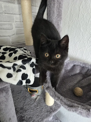 Katze Weiblich