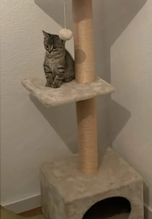 1 Kater Babykater