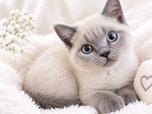 BRITISCH Kurzhaare Kater,Abholbereit
