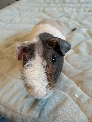 Skiny Meerschweinchen 