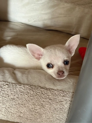 Reinrassige Chihuahua Welpen abzugeben