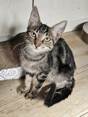 Süße Angel sucht liebe Für-immer-Familie