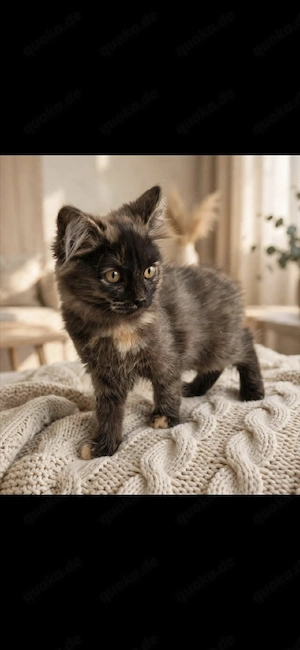 Süße Tortie Langhaar Katze - Traumfell!   *
