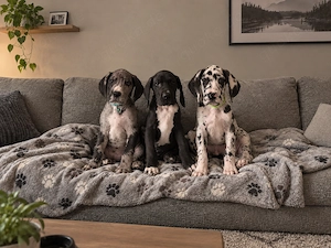 Deutsche Doggen Welpen 