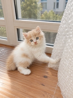 Radgoll Kitten suchen ein neues Zuhause
