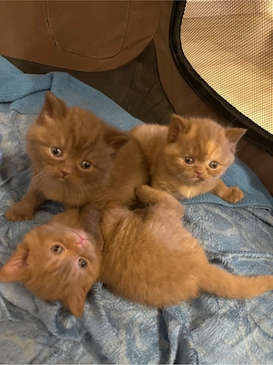 BKH Kitten chocolate cinammon Tortie geimpft 