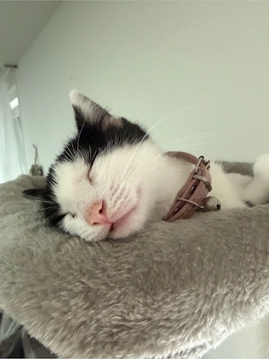 katze sucht ihr für immer körbchen 