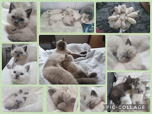 5 von 8 süße BKH Kitten (mit sämtlichen Papieren)