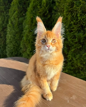 Maine-Coon-Kätzchen mit Stammbaum (männlich und weiblich)