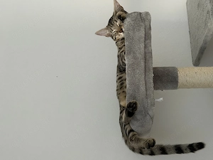 2 Katzen zu verkaufen 