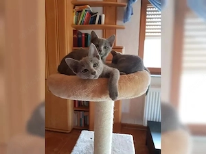 Russisch Blau Kitten mit Papieren