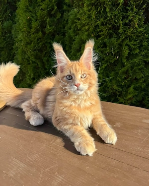Weibliches, entwurmtes Maine-Coon-Kätzchen