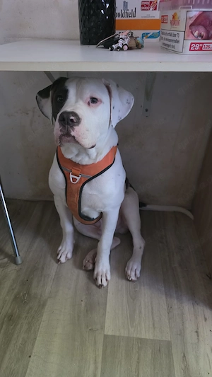  Liebevoller Boxer-Mix-Rüde sucht ein neues Zuhause   