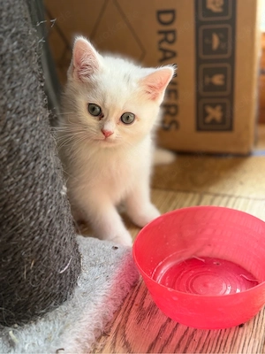 BKH Kitten - Blutgetestete Elterntiere noch 2 Mädels frei 