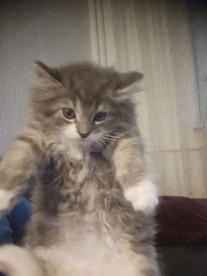 Türkische Angora Mix Kitten 