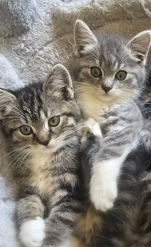 Katzenbabys In liebevolle Hände abzugeben 