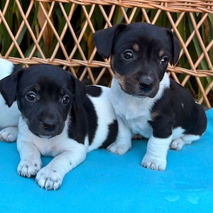 Wunderschöne Jack Russell Terrier Welpen ab Mitte Oktober abzugeben