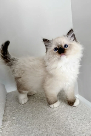 Entzückende Ragdoll sucht ein Zuhause
