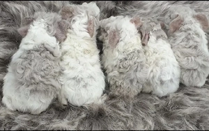 Meerschweinchen Lunkarya Babys