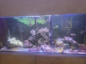 Meerwasseraquarium  komplett oder einzeln 
