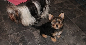 Biewer - black and tan Yorkshire Terrier 