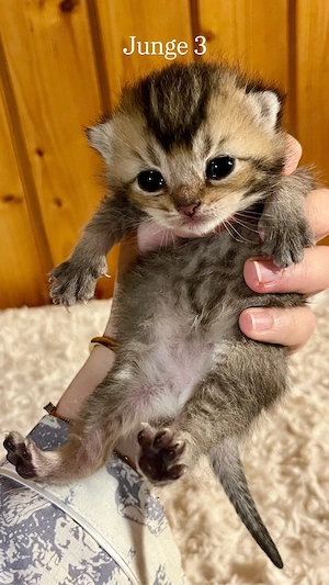  BKH Kitten mit Stammbaum in Sonderfarben! 