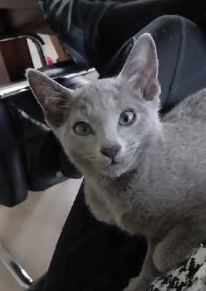 Russisch blau kitten kater
