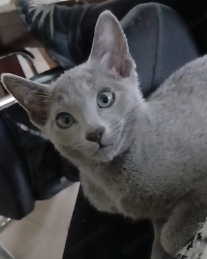 Russisch blau kitten kater