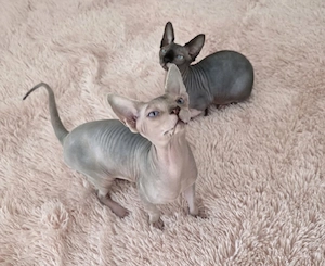 Sphynx Geschwister :)
