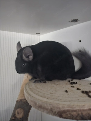 2 Chinchillas zu verk