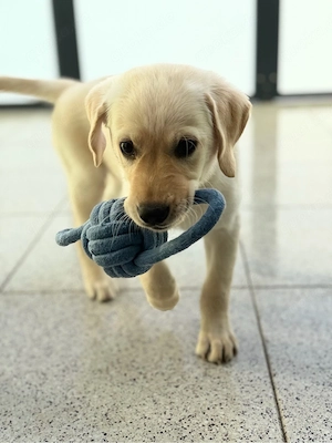 Labrador Welpe Rüde 