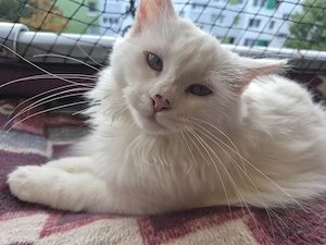 Kater in liebe volle Hönde Abzugeben 