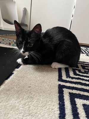 5 monate alter bkh kater 