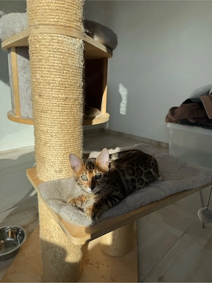Bengal Kitten Weibchen Mikki abzugeben