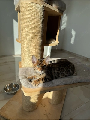 Bengal Kitten Weibchen Mikki abzugeben