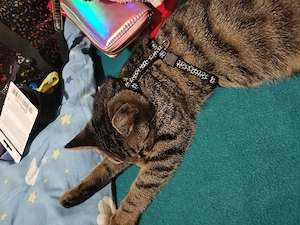 Liebevolle Katze sucht ein neues Zuhause