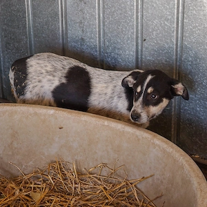 41M möchte gerne das Hunde 1x1 lernen