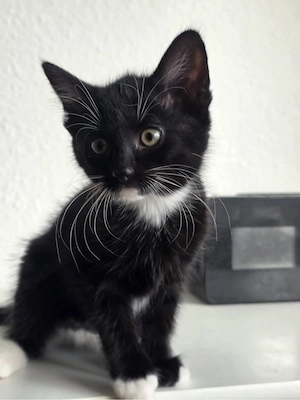 Süße Babykatze zu verkaufen <3