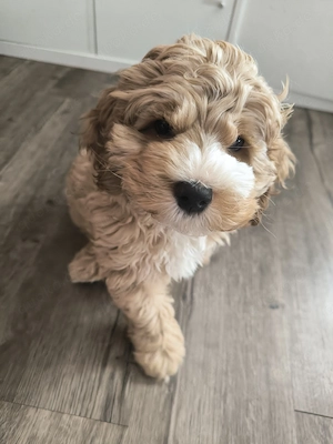 Cockerpoo Rüden F1 