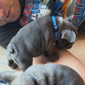 Französische Bulldoggen Rüden und Hündinnen