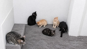 Süße Katzenbabys abzugeben