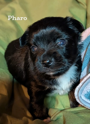 Unsere kleinen Chihuahua-Welpen suchen ihr Für-immer-Zuhause   