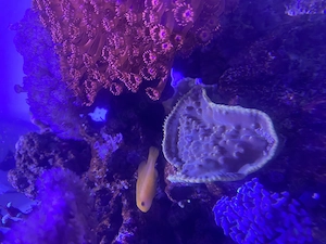 Gobiodon Okinawae Gelbe Korallengrundel