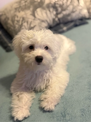 Liebevolle Bichon Bolognese Hündin Bella sucht ihr für immer Zuhause 
