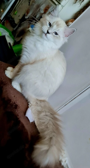 Ragdoll bkh Mädchen 5monate 