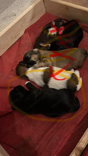 Shi-Tzu Welpen 
