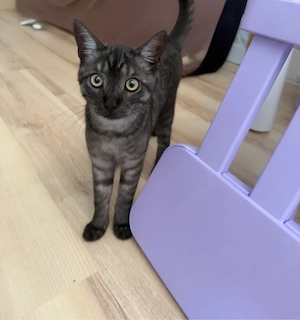    Liebevoller BKH-Kater Simba sucht sein Für-immer-Zuhause