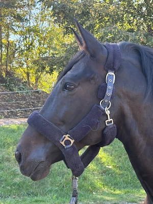 Faruk VI - PRE, Wallach, 11 Jahre, Dunkelbraun
